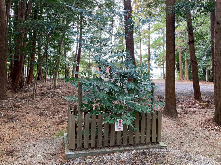 1.nobono-jinja-24.jpg