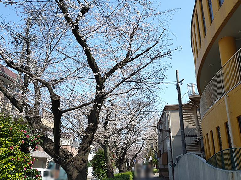 suidomichi-ryokudo-sakura-2.jpg