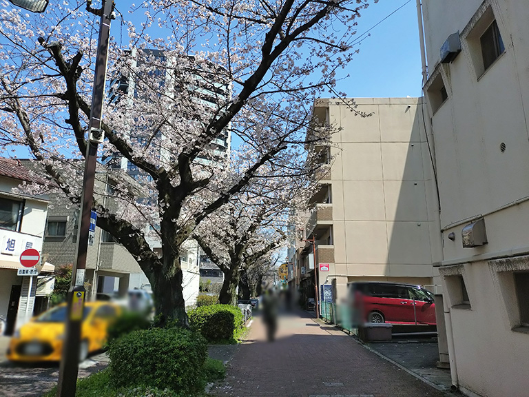 suidomichi-ryokudo-sakura-6.jpg