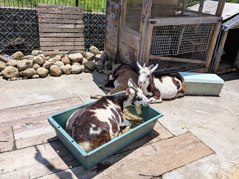 takegawa-fureai-zoo-8.jpg