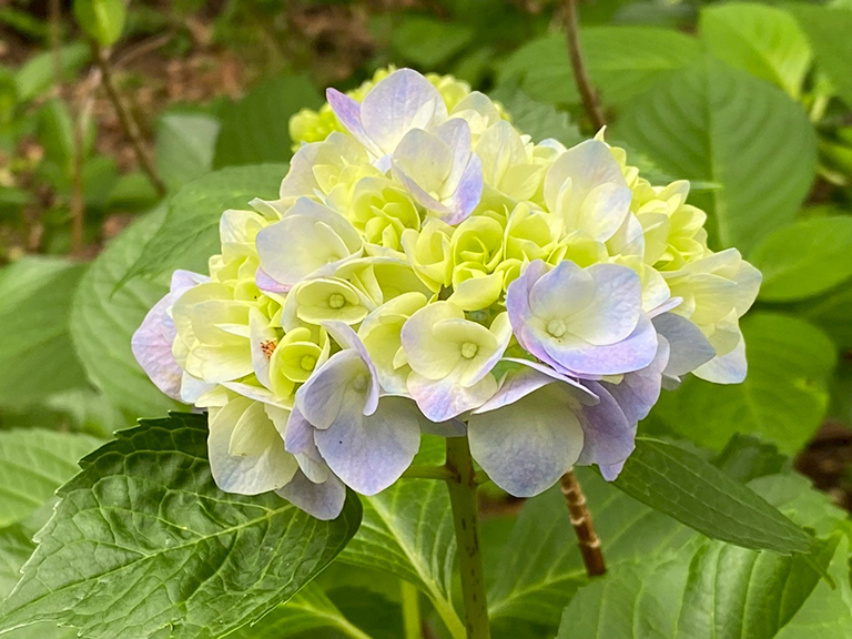 tsuruma-park-ajisai-13.jpg