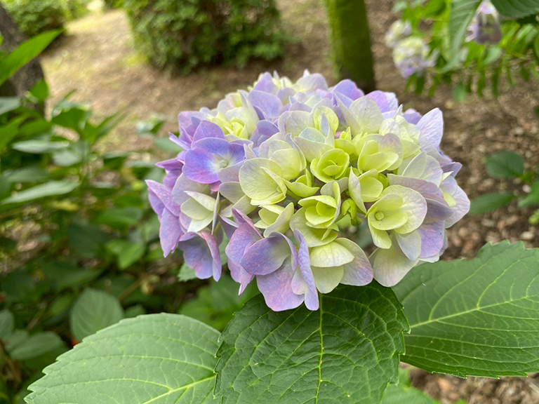 tsuruma-park-ajisai-16.jpg