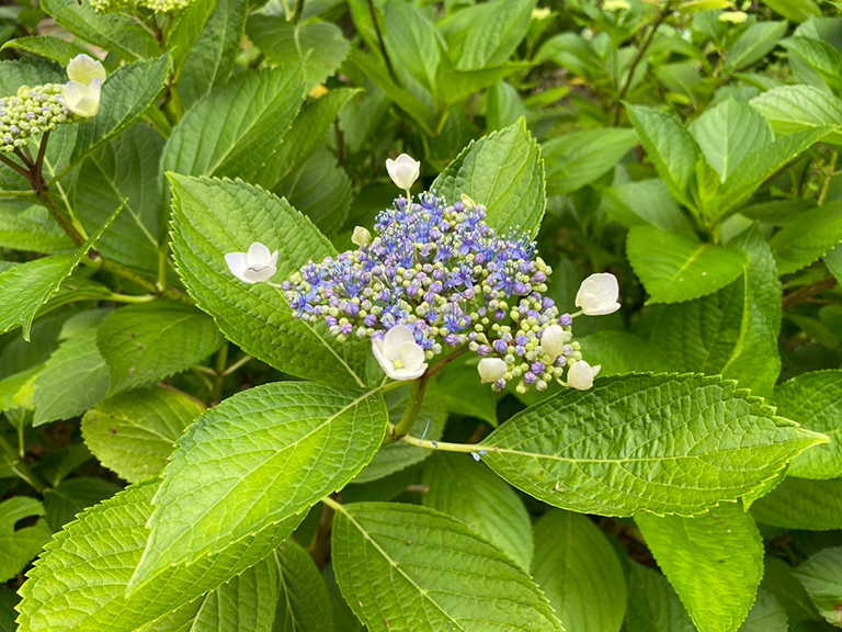 tsuruma-park-ajisai-17.jpg