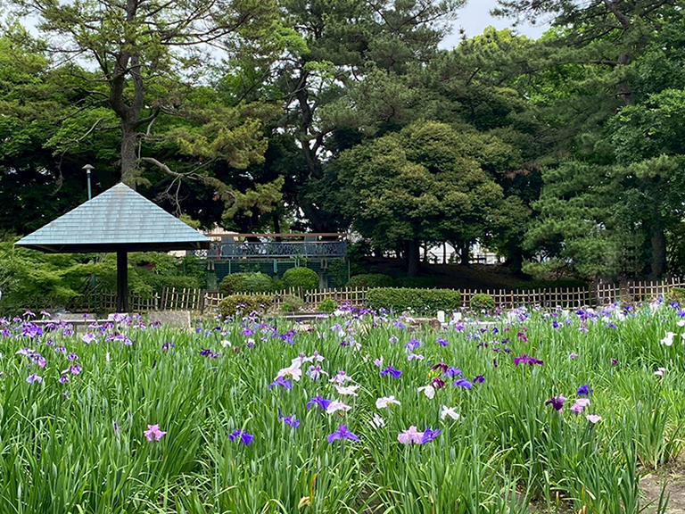 tsuruma-park-ajisai-21.jpg