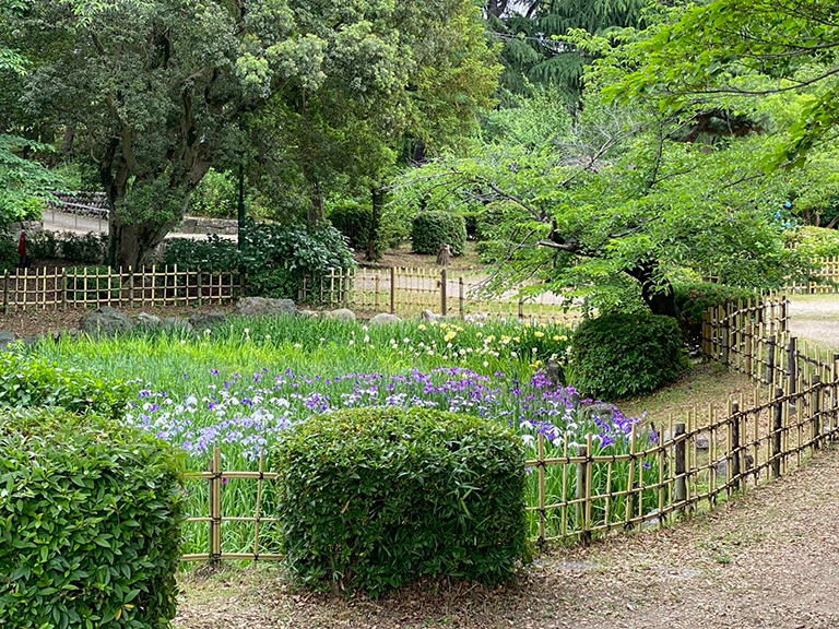 tsuruma-park-ajisai-24.jpg