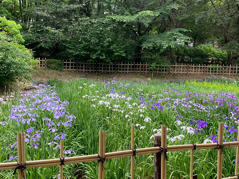 tsuruma-park-ajisai-25.jpg