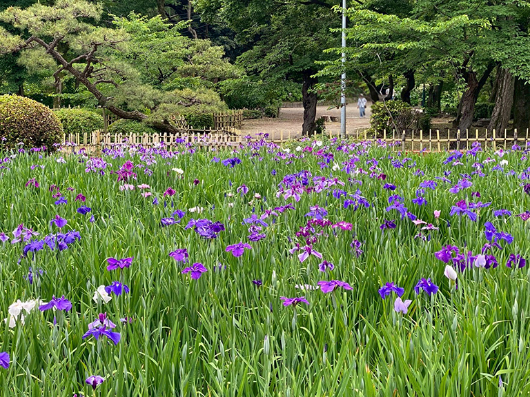 tsuruma-park-ajisai-27.jpg