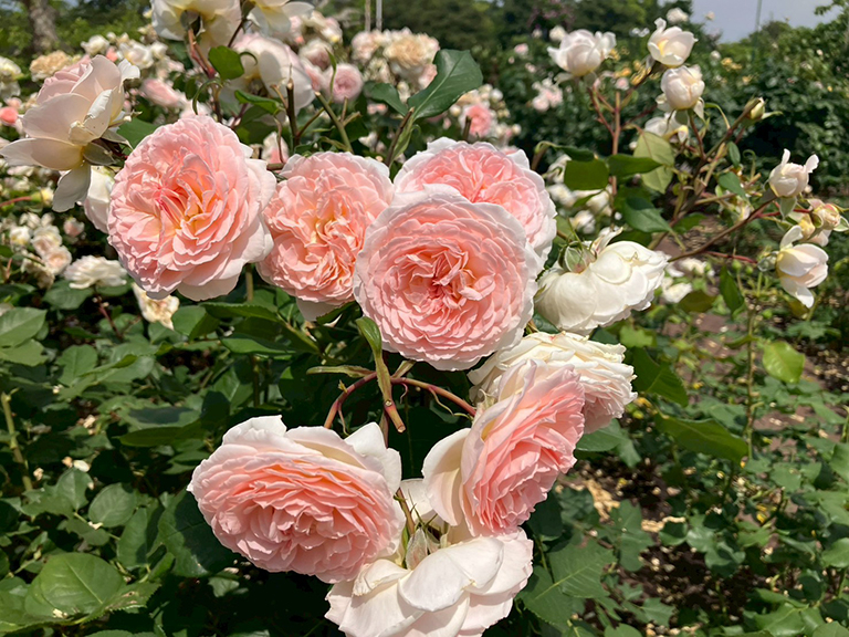 tsuruma-park-ajisai-3.jpg