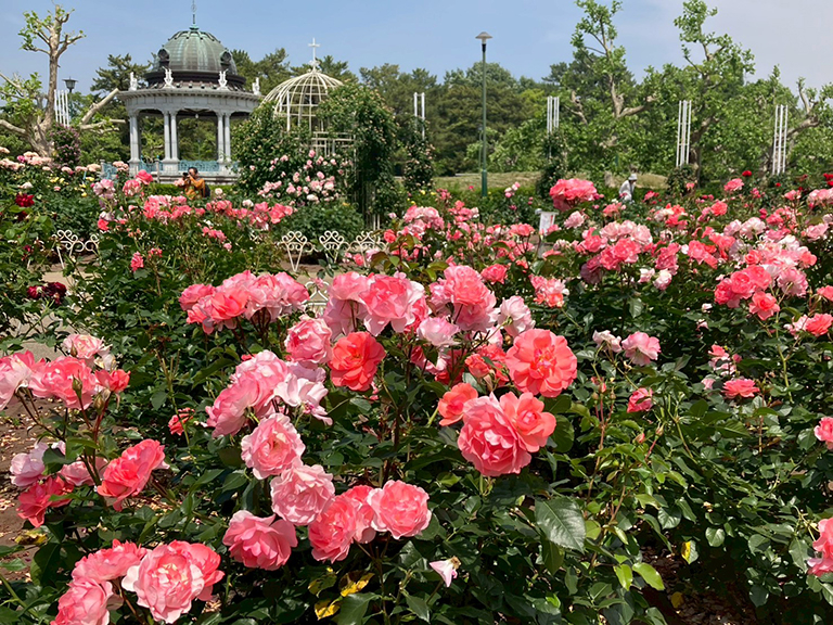 tsuruma-park-ajisai-5.jpg