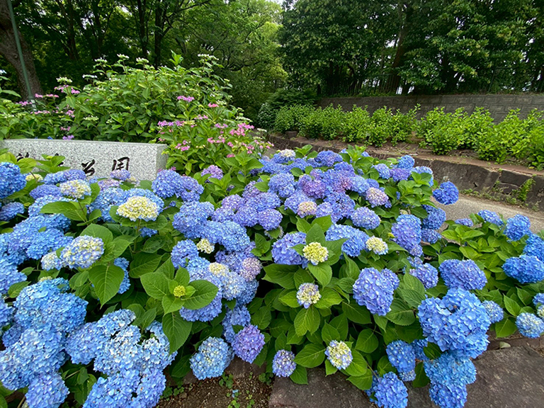 tsuruma-park-ajisai-7.jpg