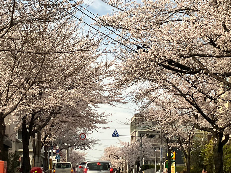 “桜満開の坂道”から藤が丘駅の桜並木をドライブで楽しむ♪