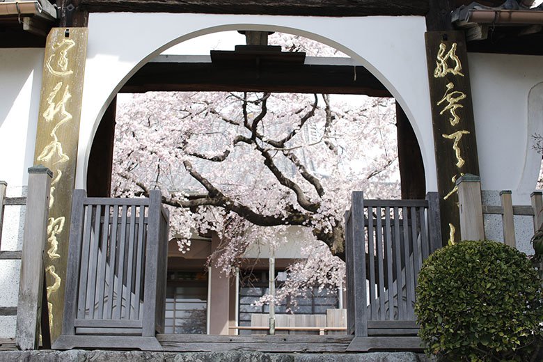 隠れお花見名所！名古屋市で一足先に満開のしだれ桜が見られる昭和区の「香積院」(2019年)