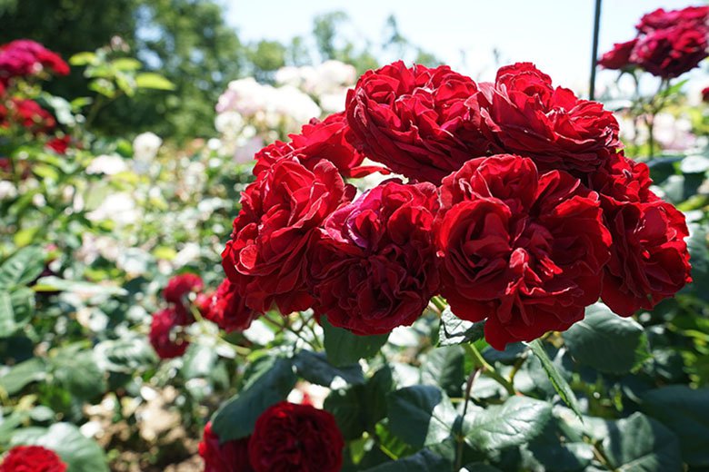 名古屋市西区「庄内緑地公園」へバラを見に行こう！ＢＢＱやスポーツだけじゃ勿体ない！