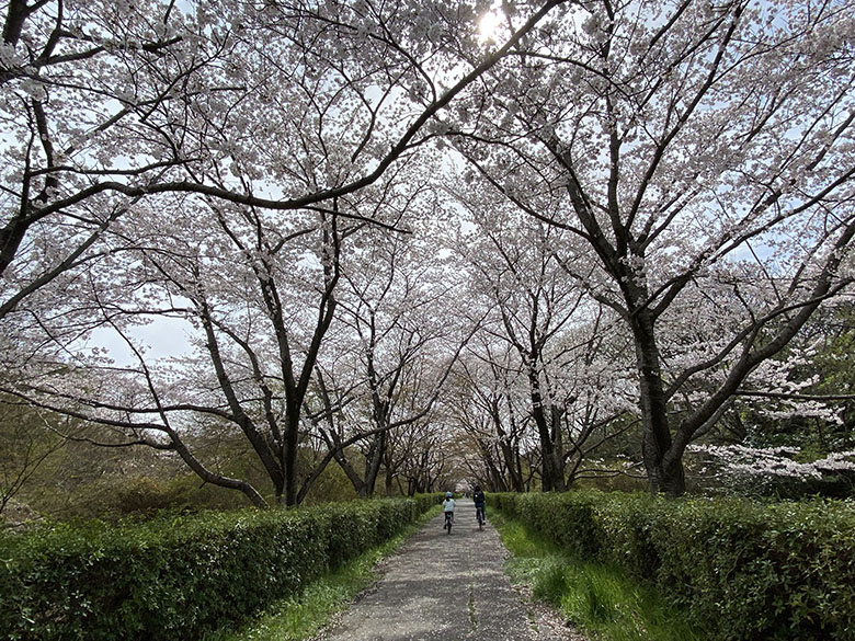日進市にある「橦木緑道」は知る人ぞ知る桜並木の穴場スポット