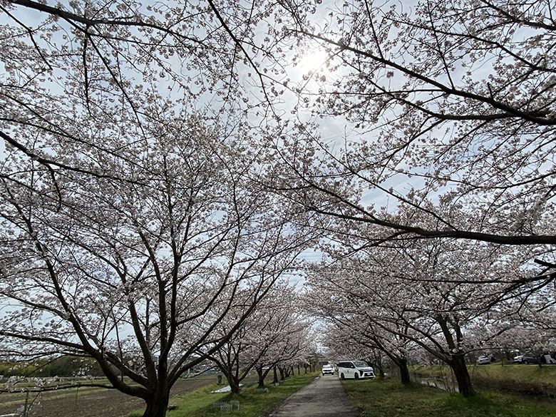 日進市・米野木の「ニッシーそよ風ロード」は穴場のお花見スポットで桜並木が楽しめます♪