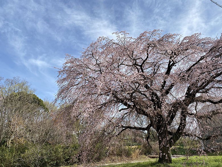 愛知県豊田市井上町の「一丁目しだれ桜」から井上公園へお花見に。