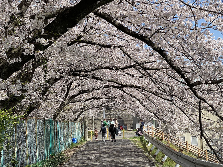 桜のトンネルが圧巻!山崎川の近くにある「弥富公園」は瑞穂区の隠れた桜のスポット!
