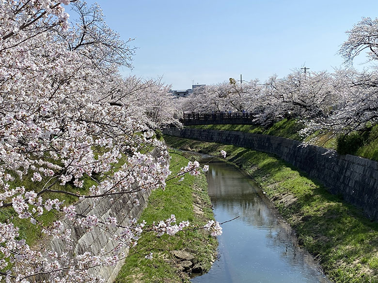 名古屋市瑞穂区「山崎川四季の道」の桜が見頃!夜のライトアップは4月4日まで(2023年)
