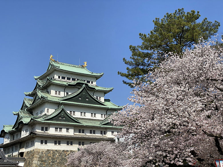 名古屋城も桜が満開!桜まつり(2023年)は4月9日まで