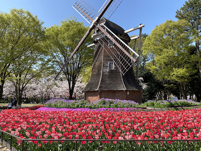 名城公園の桜とチューリップが見頃(2023年)!お花見やピクニックにぴったりです♪