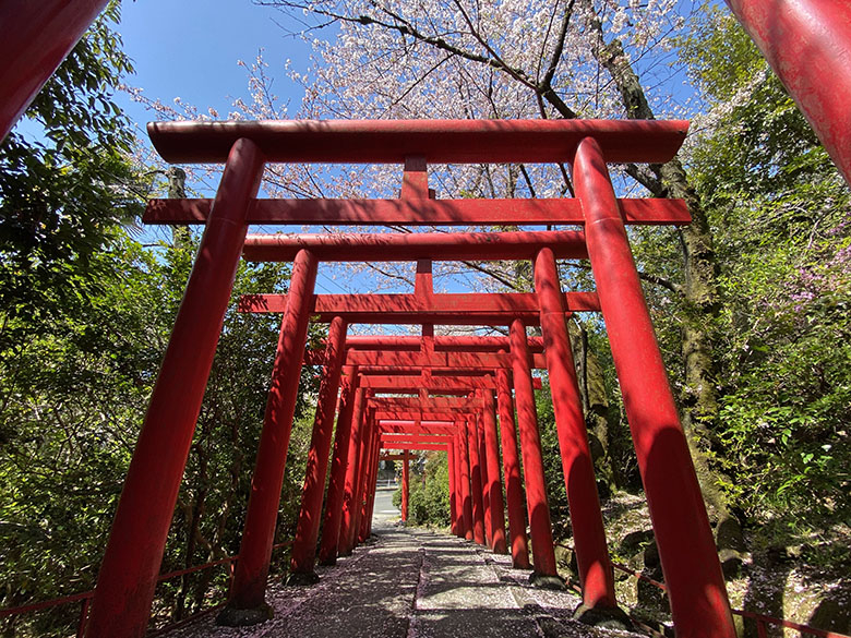 桜と赤い鳥居のコラボ!千種区の「千代保稲荷神社」は名古屋大学近くの穴場スポット
