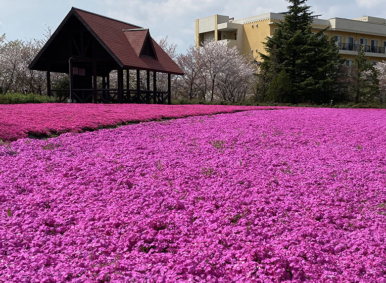 愛知県刈谷市の「ミササガパーク(猿渡公園)」の芝桜が満開で一面ピンクの絨毯!