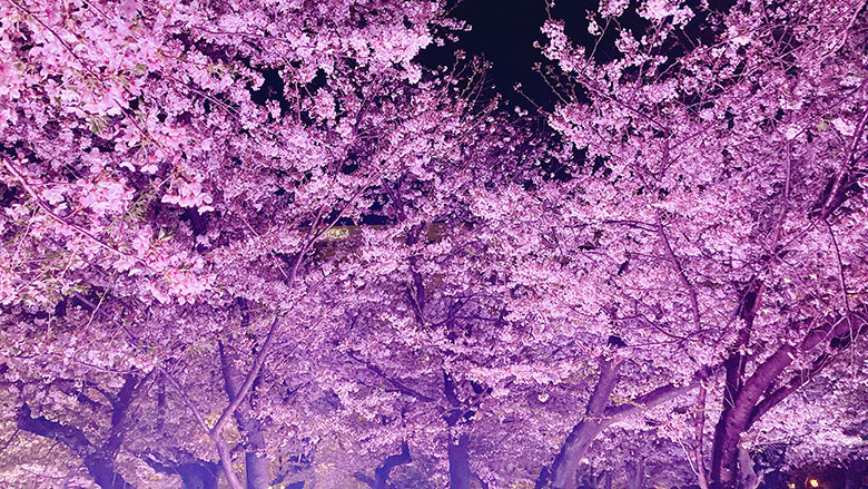 桜のライトアップが美しすぎる！鶴舞公園の花まつり(2023年)は夜桜も大人気です