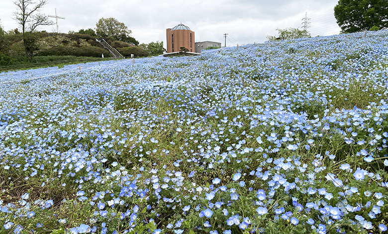 愛知牧場では現在ネモフィラ畑が見頃です(2023年)