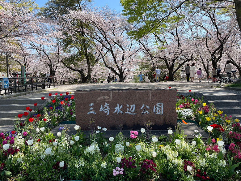 愛知県豊明市の「三崎水辺公園」でチューリップと池と桜を見ながらお花見♪