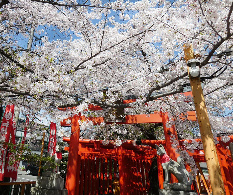ライトアップした夜桜も！名古屋市西区の「和徳稲荷社」は桜と鳥居の穴場スポット