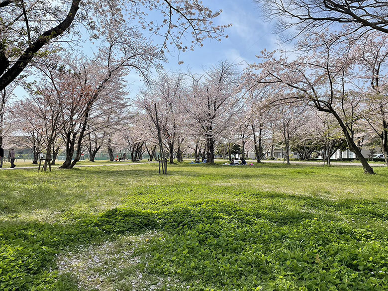 三重県鈴鹿市の「桜の森公園」でのんびりお花見♪