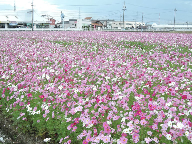 弥富市鮫ケ地新田交差点付近に咲くコスモス畑、まさに満開！まだ楽しめます！