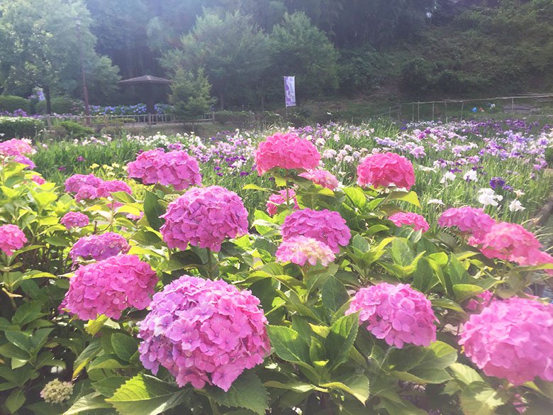 紫陽花としょうぶのコラボ♪「亀山公園菖蒲園」