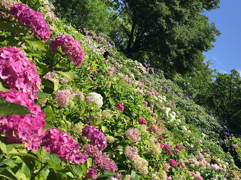 愛知県名古屋市の“紫陽花の名所”といえばココ！千種区の『茶屋ヶ坂公園』に咲くあじさいが見頃で綺麗です。