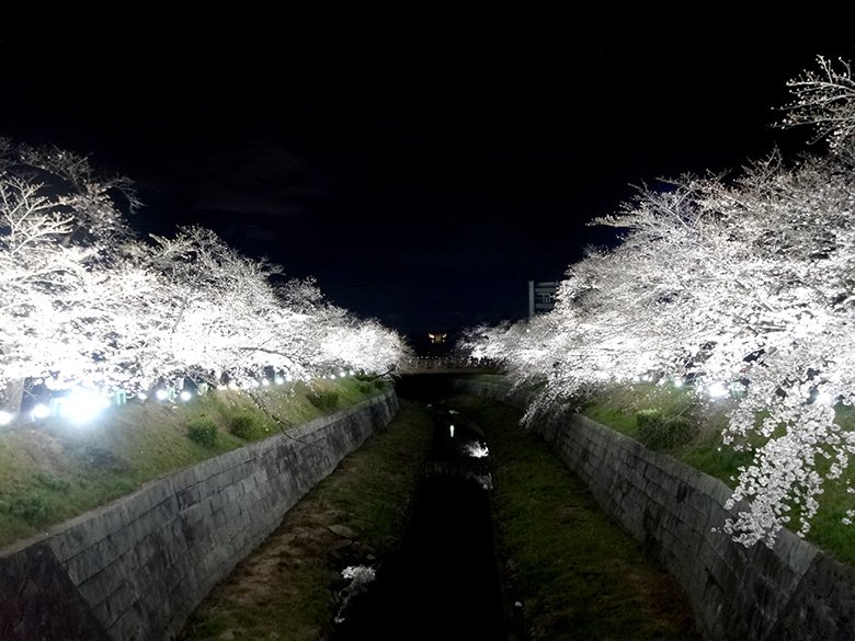 夜桜を見に名古屋市瑞穂区「山崎川」へ。桜のライトアップは4月4日まで(予定)です!(2019年)