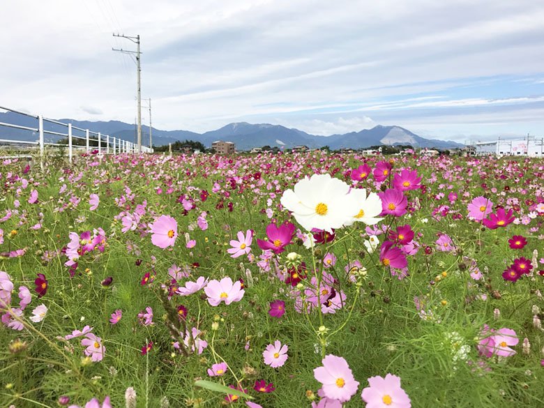 三重県東員町のコスモス畑。満開までもう少し!