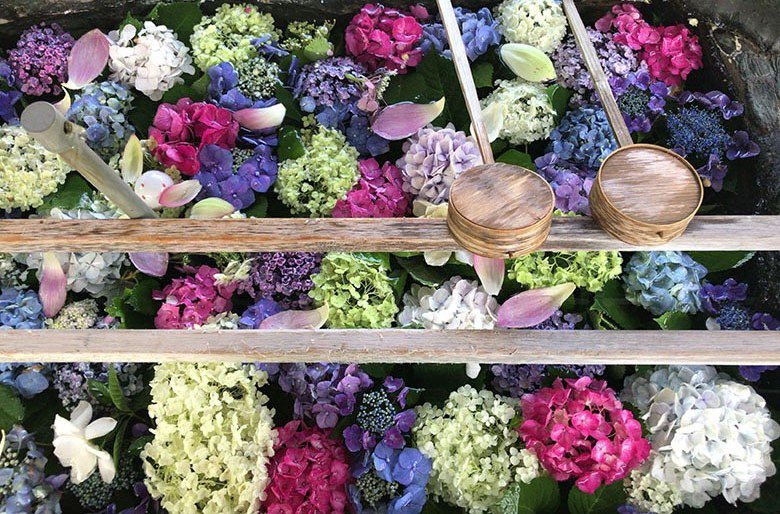 御裳神社以外にも。一宮市「常念寺」の手水舎に浮かぶ紫陽花が素敵