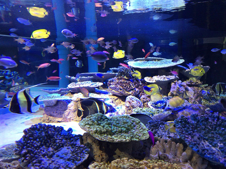 “しょぼい”ではなくゆるい!蒲郡市の『竹島水族館』が面白い!人気の理由は安さとゆるさ!?手作り感満載でほっこりする、愛知県のおすすめ水族館です♪