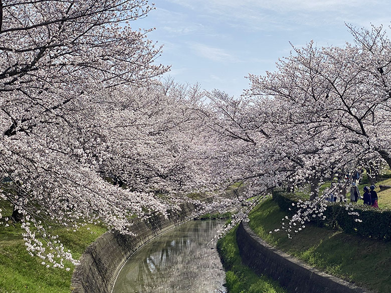 愛知県豊田市のお花見穴場スポット「井上公園」と「水無瀬川緑道」の桜が絶景!