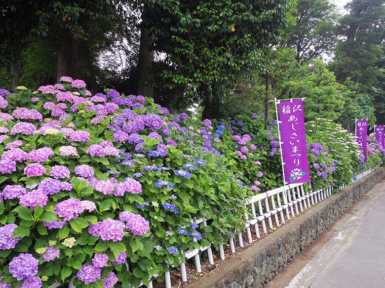 愛知県の紫陽花の名所！“あじさい寺”の一つである「大塚性海寺歴史公園」で行われる稲沢あじさいまつり♪