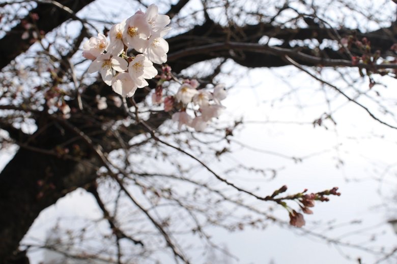 隼人池公園の桜ももうすぐ満開！3月31日(日)は桜まつりが開催(2019年)