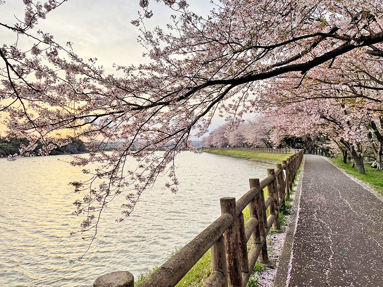 三重県鈴鹿市にある「石垣池の桜並木」をお散歩