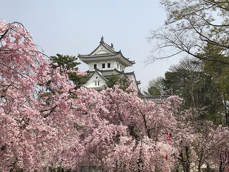２００本の桜に囲まれよう！西美濃の桜の名所、岐阜県「大垣城」の枝垂れ桜