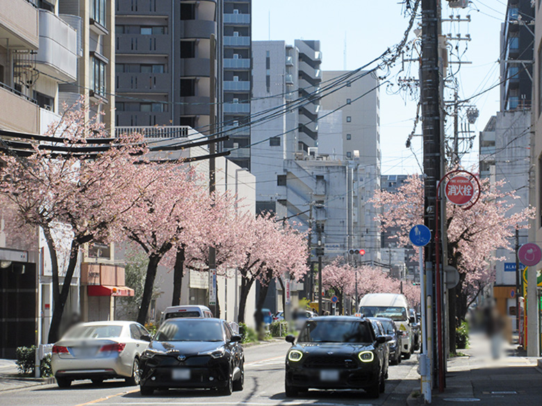 名古屋市東区にある「オオカンザクラの並木道」ではひと足早いお花見が楽しめる！今が見頃です！