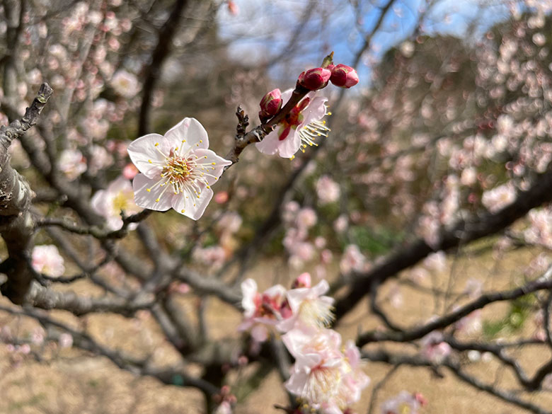 愛知県内一の梅林がある「佐布里池(そうりいけ)」で梅まつり開催中!佐布里梅の見頃はこれから