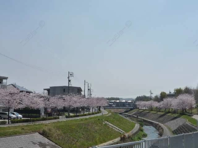 香流川沿い（春）