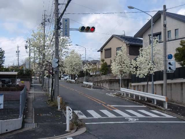 物件周辺の並木