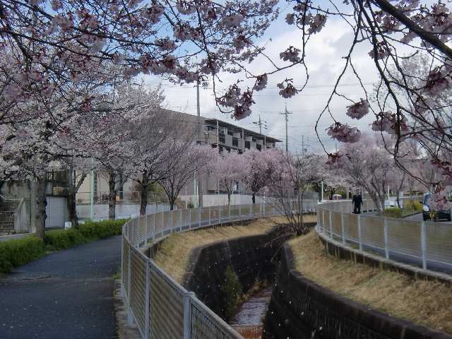 物件周辺の並木