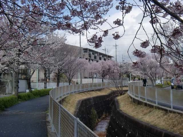 物件周辺の並木