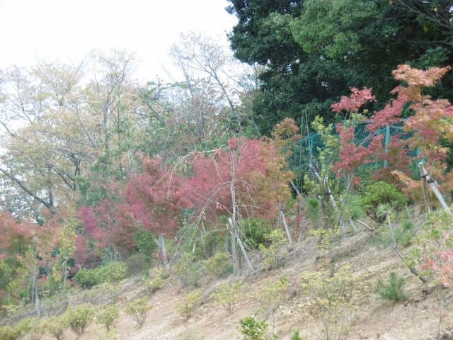 秋のひばりが丘